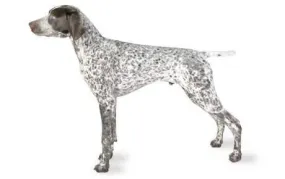 KING KOMB - German Shorthaired Pointer